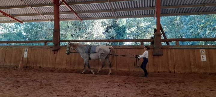 Dressage de cheval Lot-et-Garonne