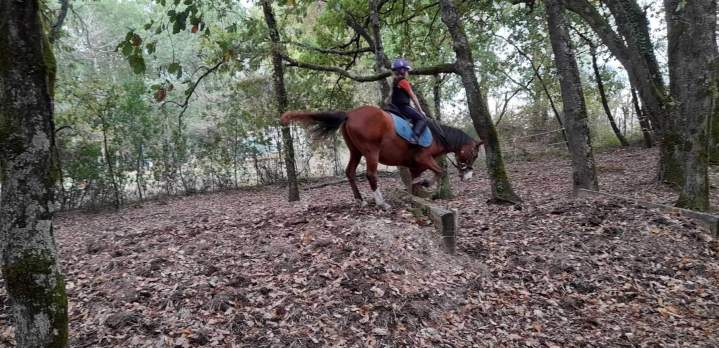Cours d'équitation Lot-et-Garonne