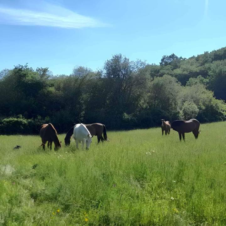 Centre équestre dans une vaste prairie Lot-et-Garonne