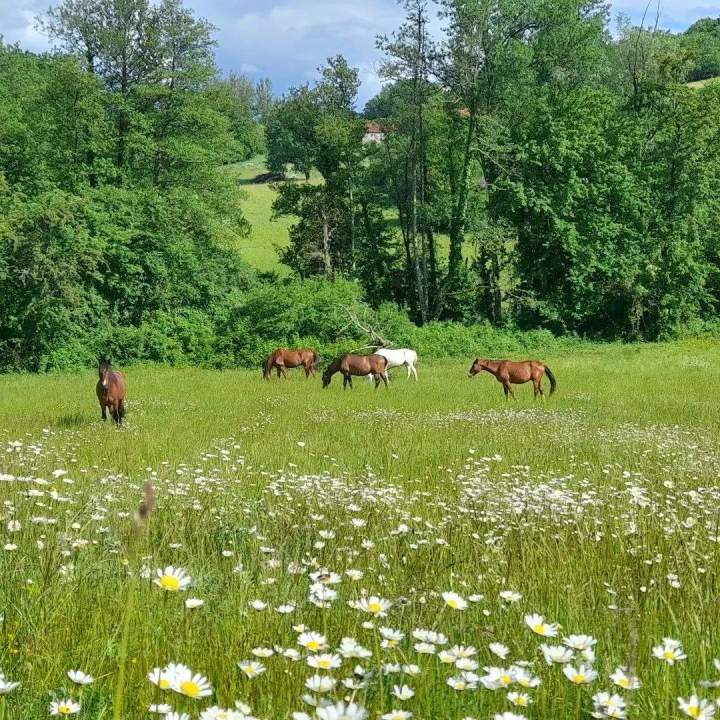 Pension pour chevaux à la prairie Lot-et-Garonne
