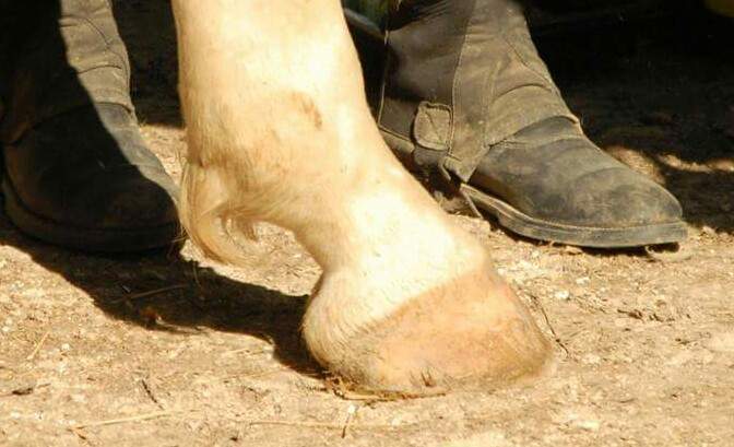 Sabot d'un cheval Lot-et-Garonne