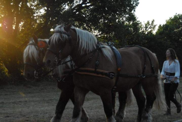 Chevaux en attelage Lot-et-Garonne