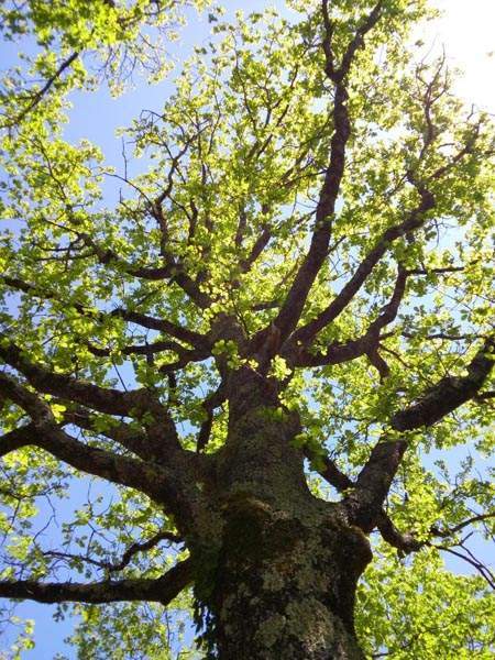 Arbre Lot-et-Garonne