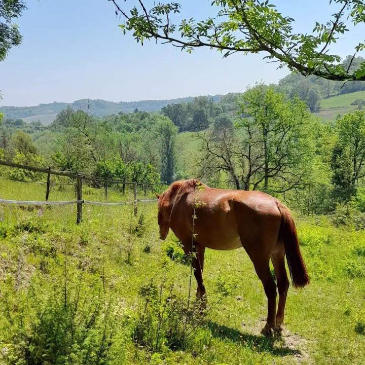 Pension au pré Lot-et-Garonne