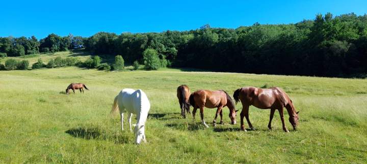 Pâturage pour chevaux Lot-et-Garonne 