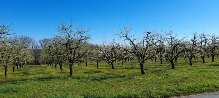 Grand verger Lot-et-Garonne
