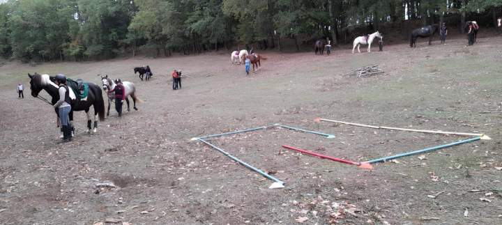 Dressage chevaux Lot-et-Garonne
