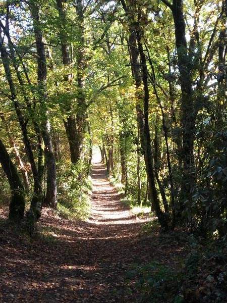 Allée boisée Lot-et-Garonne