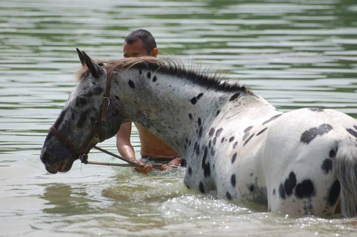 Débourrage dans l'eau Lot-et-Garonne