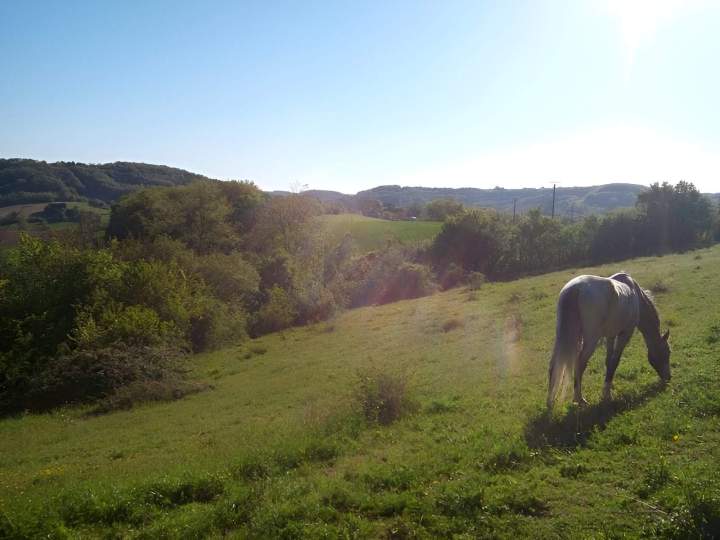 Pension pour cheval dans une vaste prairie Lot-et-Garonne