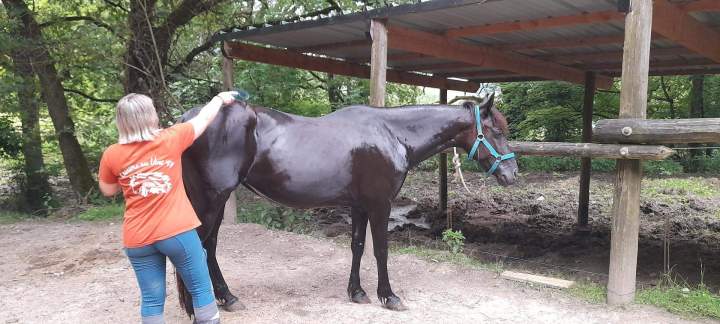 Cours d'équitation pour adulte Lot-et-Garonne