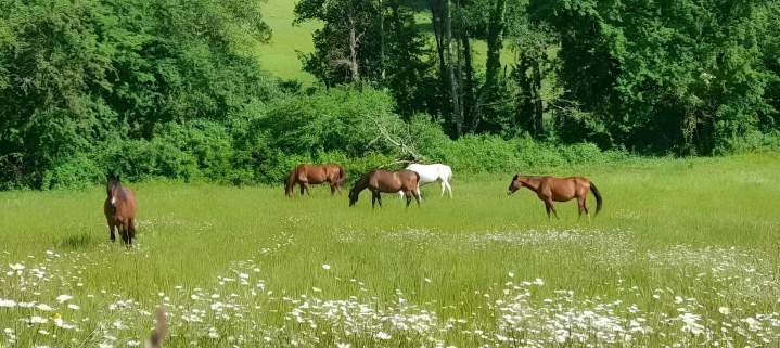Pâturage pour chevaux Lot-et-Garonne