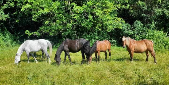 Centre équestre en pleine nature Lot-et-Garonne
