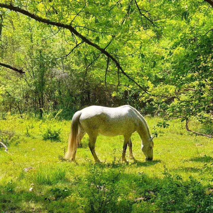 Prairie pour chevaux Lot-et-Garonne