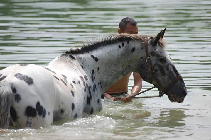 Cheval Appaloosa Lot-et-Garonne 