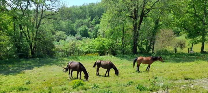 Carrière en herbe Lot-et-Garonne