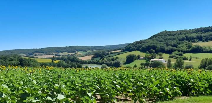 Champs de tournesols Lot-et-Garonne 