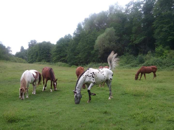 Pâturage pour chevaux Lot-et-Garonne