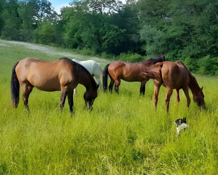 Pâturage pour chevaux Lot-et-Garonne