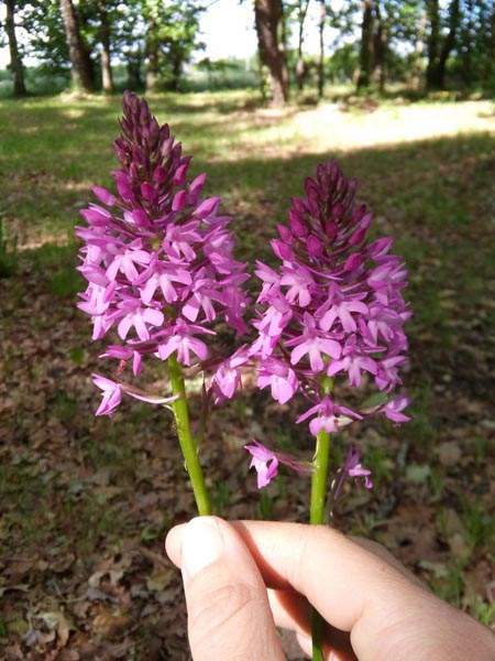 Fleurs Lot-et-Garonne